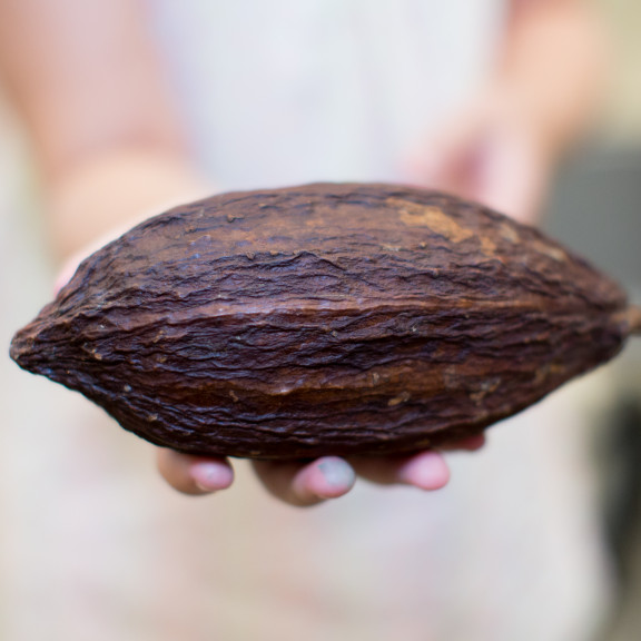 Closeup of Hand Holding Cocoa Bean